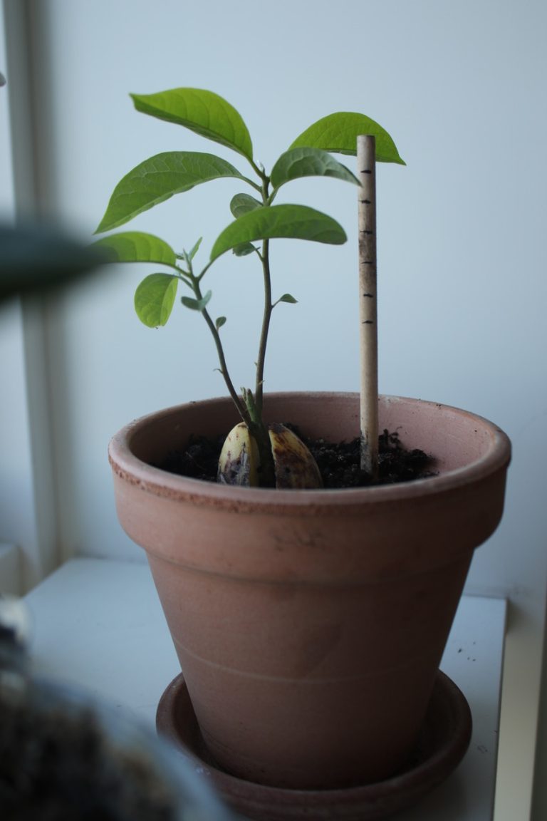 Planteworkshop: Fra køkken til krukke